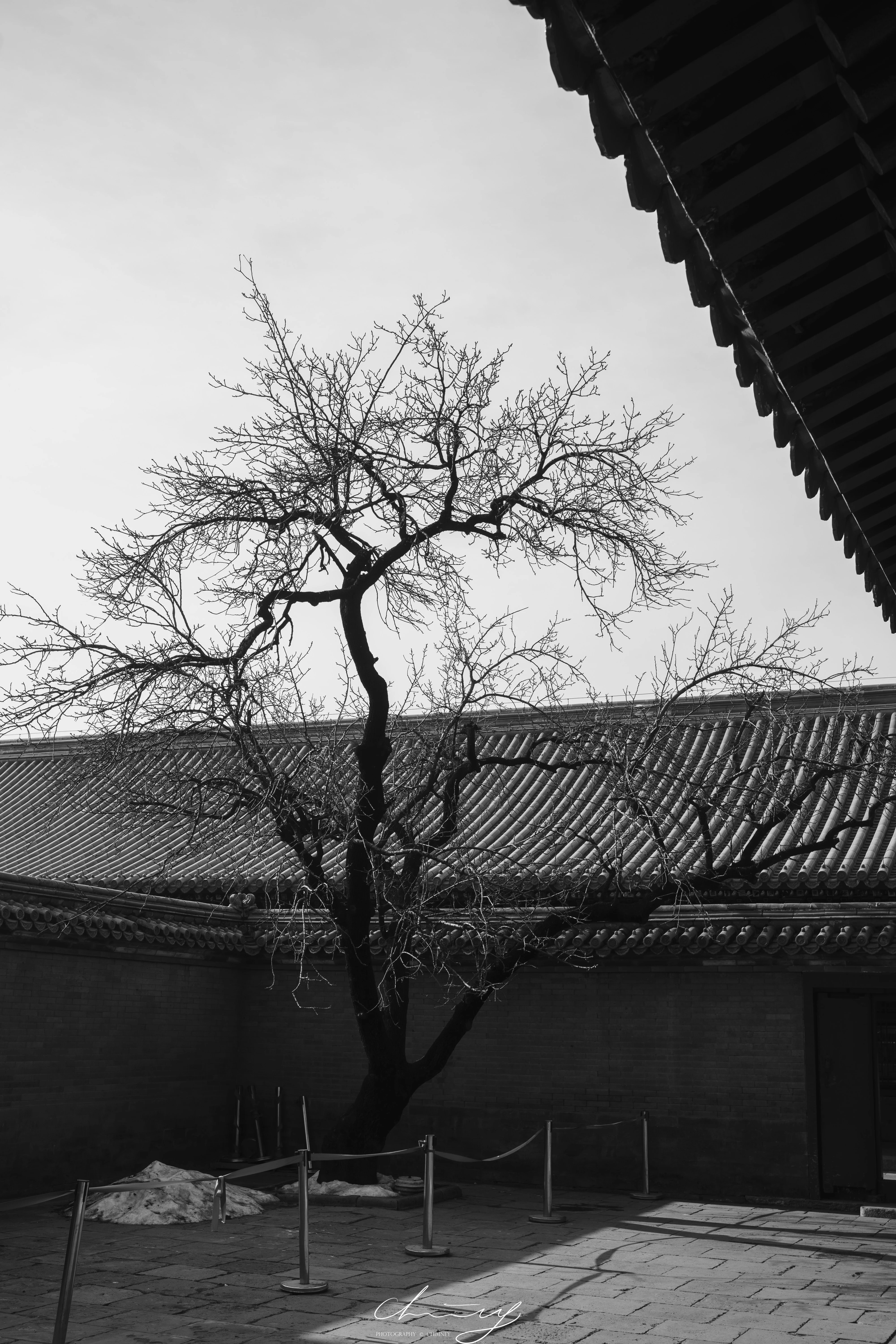 老树在宫墙边，站成了另一块碑
