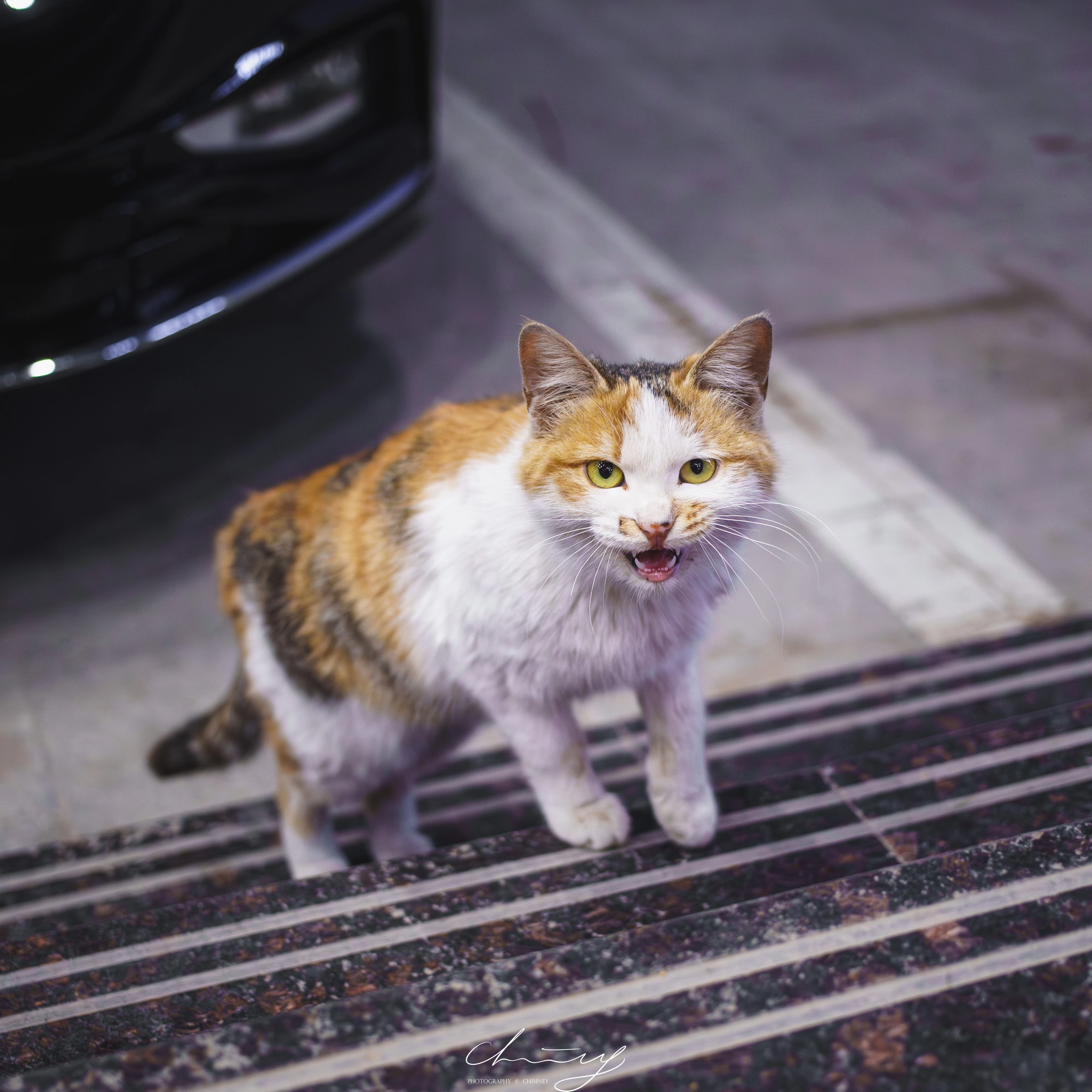 巡街的猫，检查完了这条路