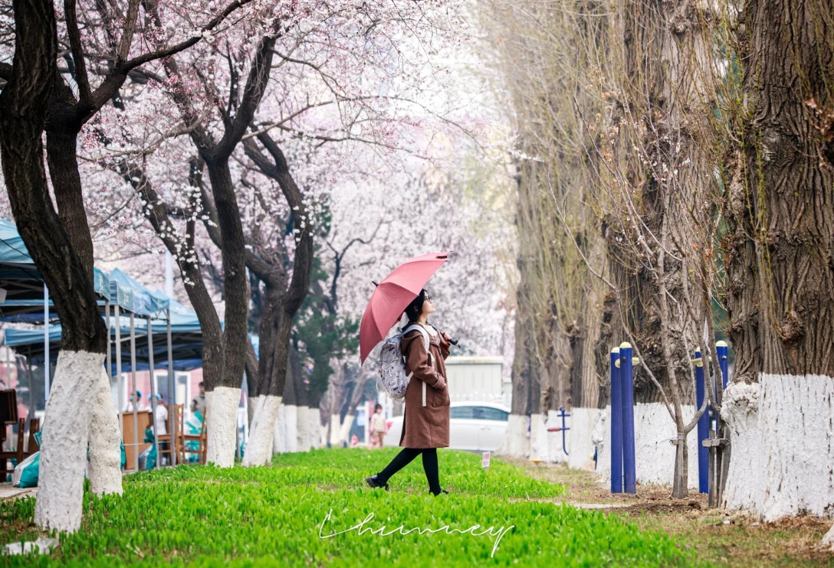 少女走过盛开的杏花大道
