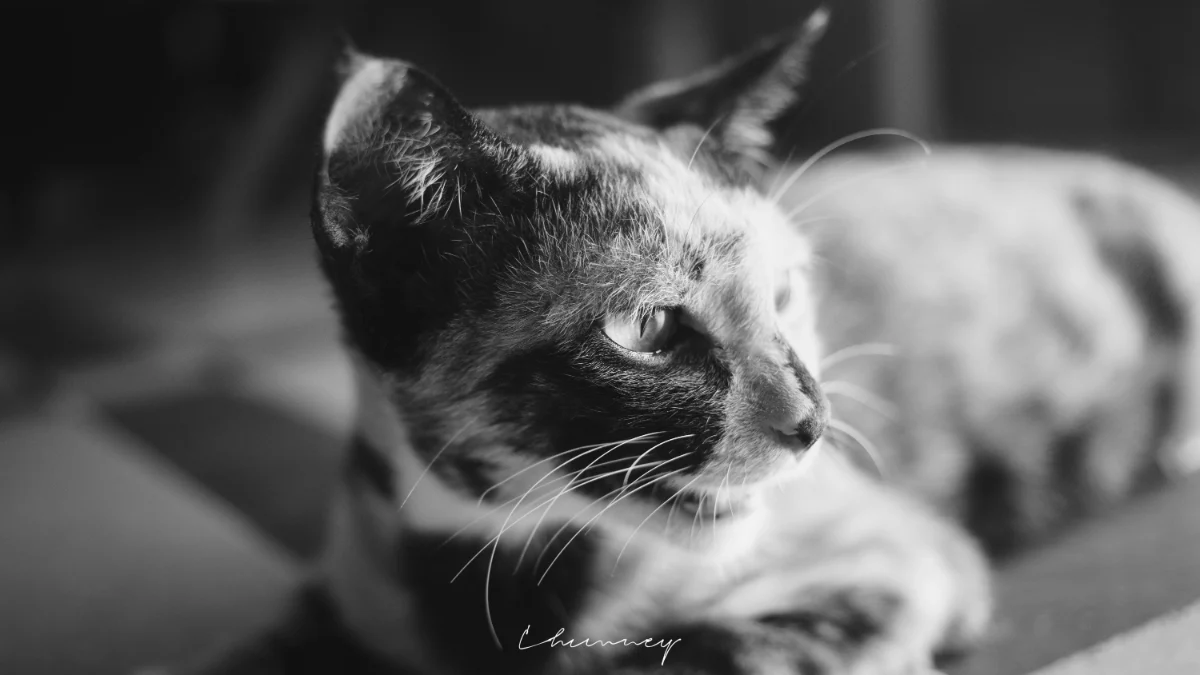 黑白的猫，本来就只穿黑白